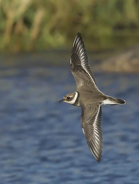 Tylli, Common Ringed Plover, Charadrius hiaticula
